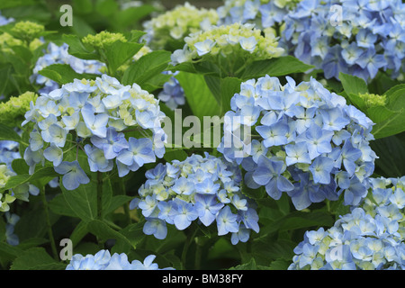 Blaue Hortensie Blumen, Japan Stockfoto