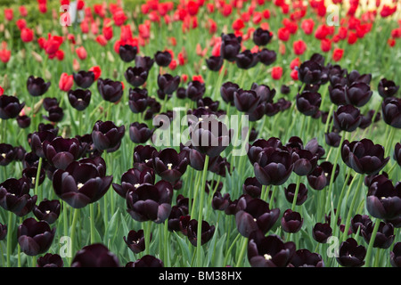 Schwarze Königin der Nacht Tulpen blüht Holland Michigan in den USA USA verschwommener unscharfer Hintergrund über dem Kopf niemand horizontal hochauflösend Stockfoto