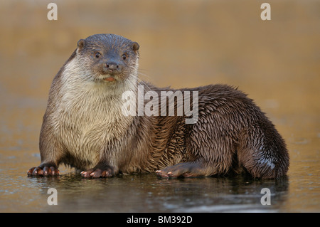 Europäischen Fischotter (Lutra Lutra) ruht auf Eis Stockfoto