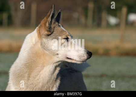 Westsibirscher Laika Portrait Stockfoto