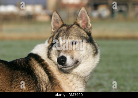 Westsibirscher Laika Portrait Stockfoto