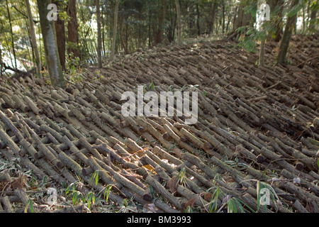 Shiitake-Pilz-Anbau in Japan Stockfoto