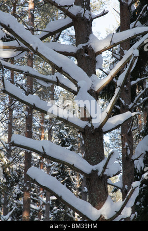 STARKER SCHNEE AUF BÄUMEN TIEFWINTER: Schnee- und eisbedeckter Wald in der Nähe von Godby auf dem Aland-Archipel zwischen Finnland und Schweden Winter Stockfoto