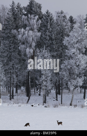 WILDHIRSCHE IM TIEFEN WINTERFROST FINNLAND: Hirsche in einem Feld, schneebedeckten Wald in Jomala auf dem Aland-Archipel zwischen Finnland und Schweden Winter Stockfoto