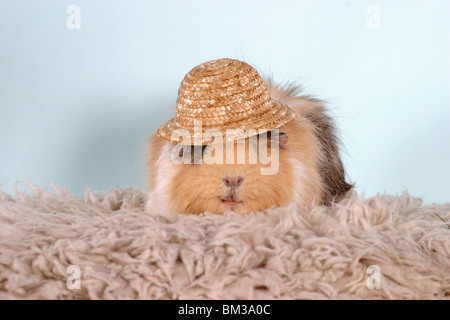 Rosettenmeerschweinchen / Guinea pig Stockfoto