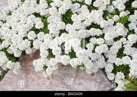 Immergrüne Schleifenblume weiße Frühling Blumen Iberis Sempervirens 'Schneeflocke' Stockfoto
