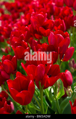 Eine Nahaufnahme der blühenden roten Georgette-Tulpen, aufgenommen in Holland Michigan von oben, niemand vertikal in den USA Hi-res Stockfoto