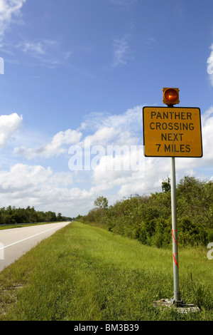 Signal über den Panther, überqueren die Straße, Everglades Nationalpark, blauer Himmel Stockfoto