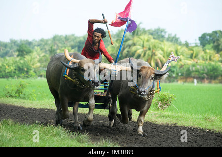 Perancak Bali, üben für Büffel Rennen, Indonesien Stockfoto