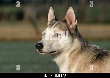 Westsibirscher Laika Portrait Stockfoto