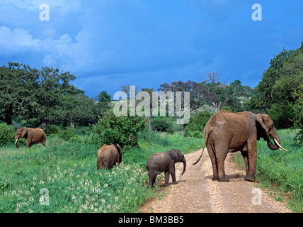 Elefanten überqueren der Straße Serangeti Tansania Ostafrika Stockfoto