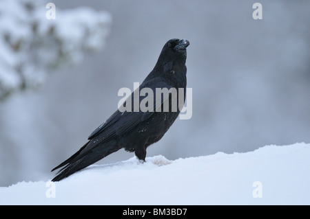 Kolkrabe (Corvus Corax), thront Erwachsenen auf Schnee. Stockfoto