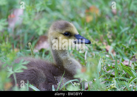 Ein süßer Gosling im grünen Gras Stockfoto