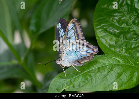 Parthenos sylvia oder Blue Asian Clipper auf dem grünen Blatt Stockfoto