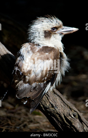 Ein Lachen Kookaburra im Featherdale Wildlife Park in der Nähe von Sydney, New South Wales, Australien Stockfoto