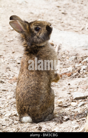 Junger, süßer Hase, der auf seinen Pfoten steht. Stockfoto