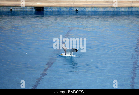 Möwe schwimmen entspannt im Urlaub Pool, Urlaub Metapher Stockfoto