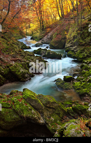 Blick vom Weg entlang Vintgar-Schlucht in der Nähe von Bled in Oberkrain. Slowenien Stockfoto