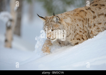 Europäischer Luchs (Felis Lynx, Lynx Lynx). Erwachsene männliche stalking eine Beute durch den Tiefschnee im Winterwald, Norwegen. Stockfoto