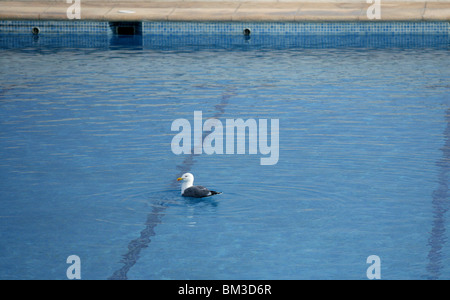Möwe schwimmen entspannt im Urlaub Pool, Urlaub Metapher Stockfoto