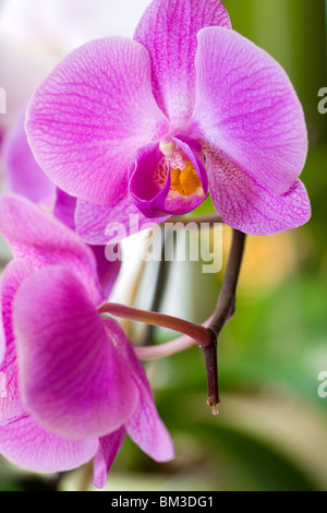 Zarte lila Farben Orchidee Blume. Im Studio gedreht. Stockfoto