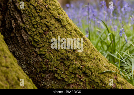 Bluebell Detail am Fuße des Baumes Stockfoto