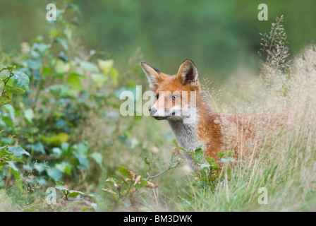 Rotfuchs (Vulpes Vulpes), Portrait eines neugierigen jungen Fuchses, Niederlande. Stockfoto