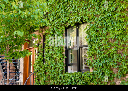 Efeu für ein Haus Plateau Mont-Royal Montreal Kanada Stockfoto