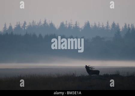 Rothirsch (Cervus Elaphus). Hirsch brüllen während der Brunft, Niederlande Stockfoto