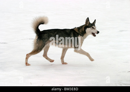 SIBIREN Husky in Bewegung / Trab Husky Stockfoto