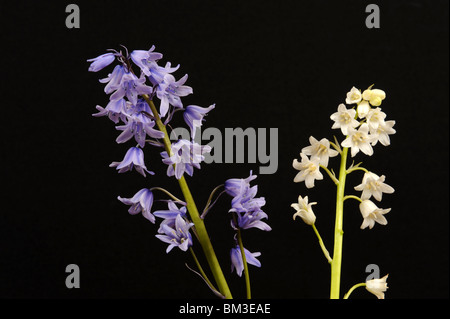 Glockenblumen und Whitebells vor schwarzem Hintergrund Stockfoto