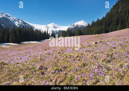 Krokusse im Chocholowska Tal, Tatra-Gebirge, Polen Stockfoto