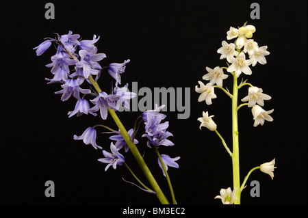 Glockenblumen und Whitebells vor schwarzem Hintergrund Stockfoto