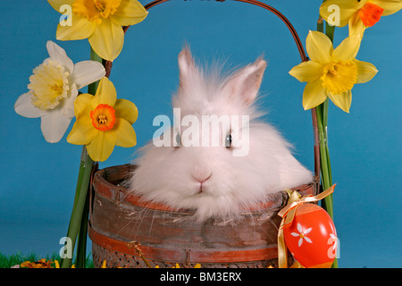 Löwenköpfchen Im Körbchen / Hase im Korb Stockfoto