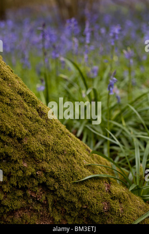 Bluebell Detail am Fuße des Baumes Stockfoto