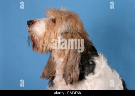 Grand Basset Griffon Vendeen Portrait Stockfoto