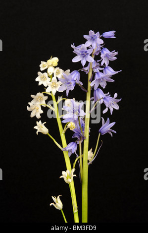 Glockenblumen und Whitebells vor schwarzem Hintergrund Stockfoto