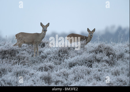 Europäische Rehe (Capreolus Capreolus). DOE und Jugendkriminalität im Winterquartier, Niederlande. Stockfoto