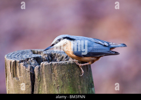 Kleiber auf Baumstamm Stockfoto