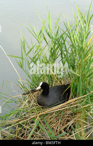 Eurasischer Coot (Fulica atra) alias Common Coot oder Australischer Coot sitzt auf Nest zwischen den Reedbeds, Camargue, Provence, Frankreich Stockfoto