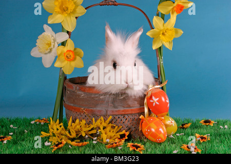 Löwenköpfchen Im Körbchen / Hase im Korb Stockfoto