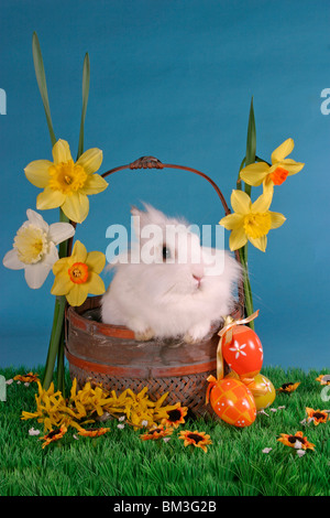 Löwenköpfchen Im Körbchen / Hase im Korb Stockfoto