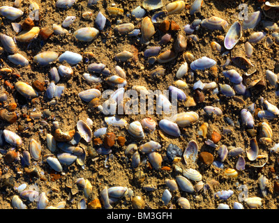 Schalen & Kieselsteine am Strand Stockfoto