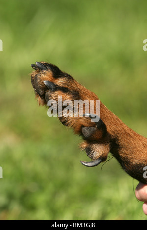 Beauceron Mit Sechs Zehen / sechs Zehen Stockfoto