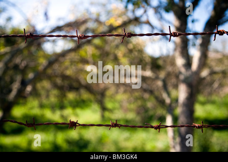 Stacheldraht, Stadt Castaño del Robledo, Provinz Huelva, Andalusien, Spanien Stockfoto