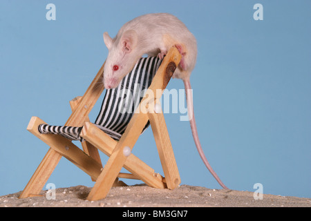 Graue Farbmaus / Maus grau Stockfoto