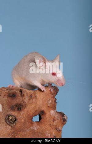 Graue Farbmaus / Maus grau Stockfoto