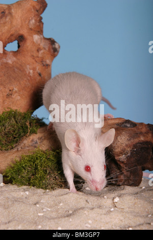 Graue Farbmaus / Maus grau Stockfoto