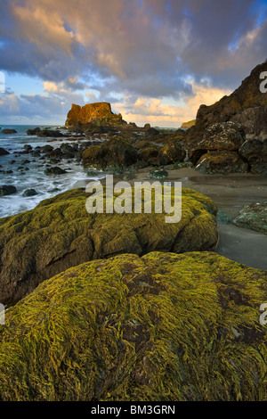 Felsküste bei Harris State Park Strand-Brookings, Oregon, USA. Stockfoto