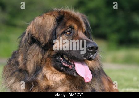 Leonberger-Portrait Stockfoto